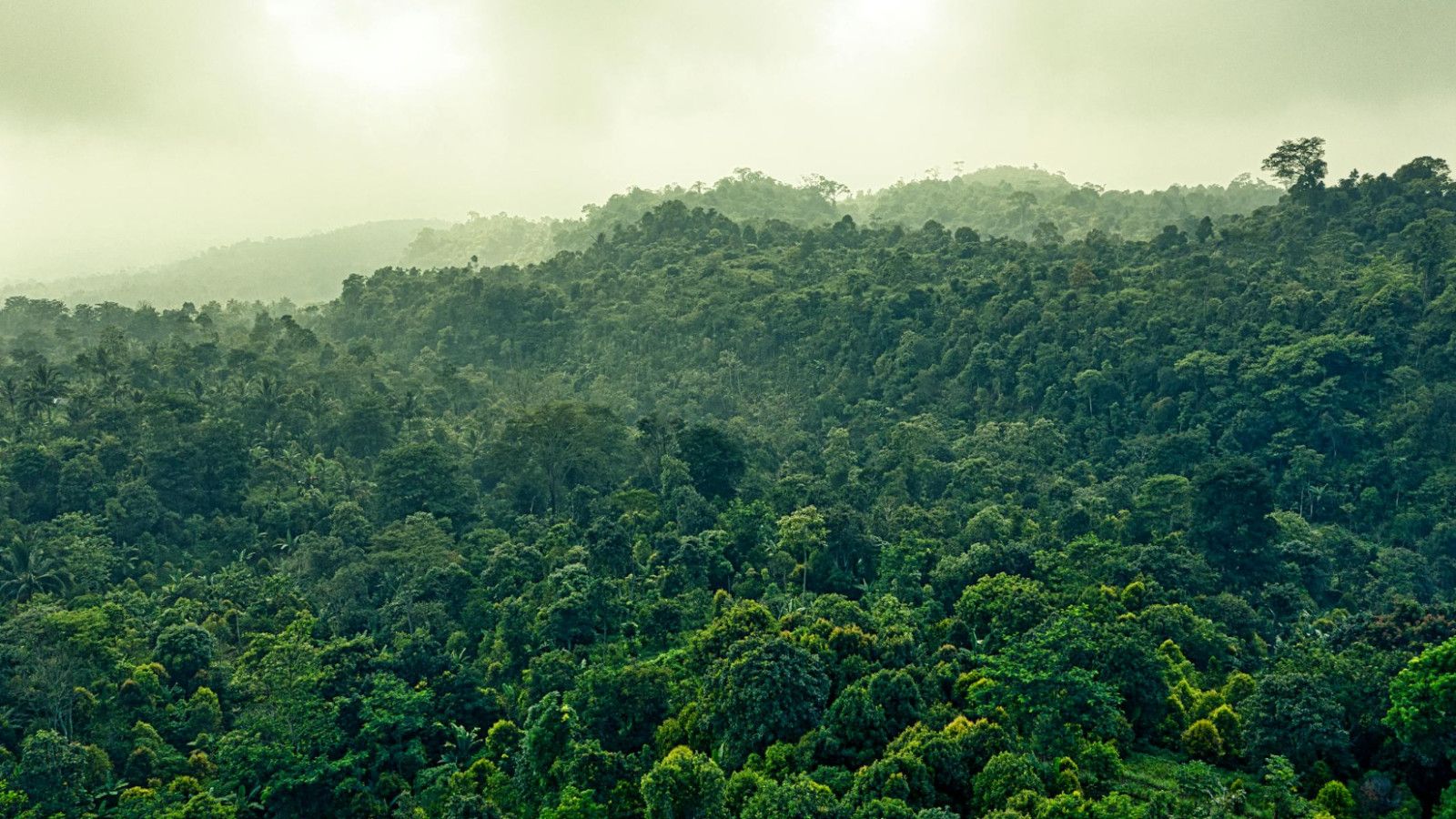 Keberlangsungan Hutan Hujan Tropis: Tantangan dan Peran Vital dalam Ekosistem Global