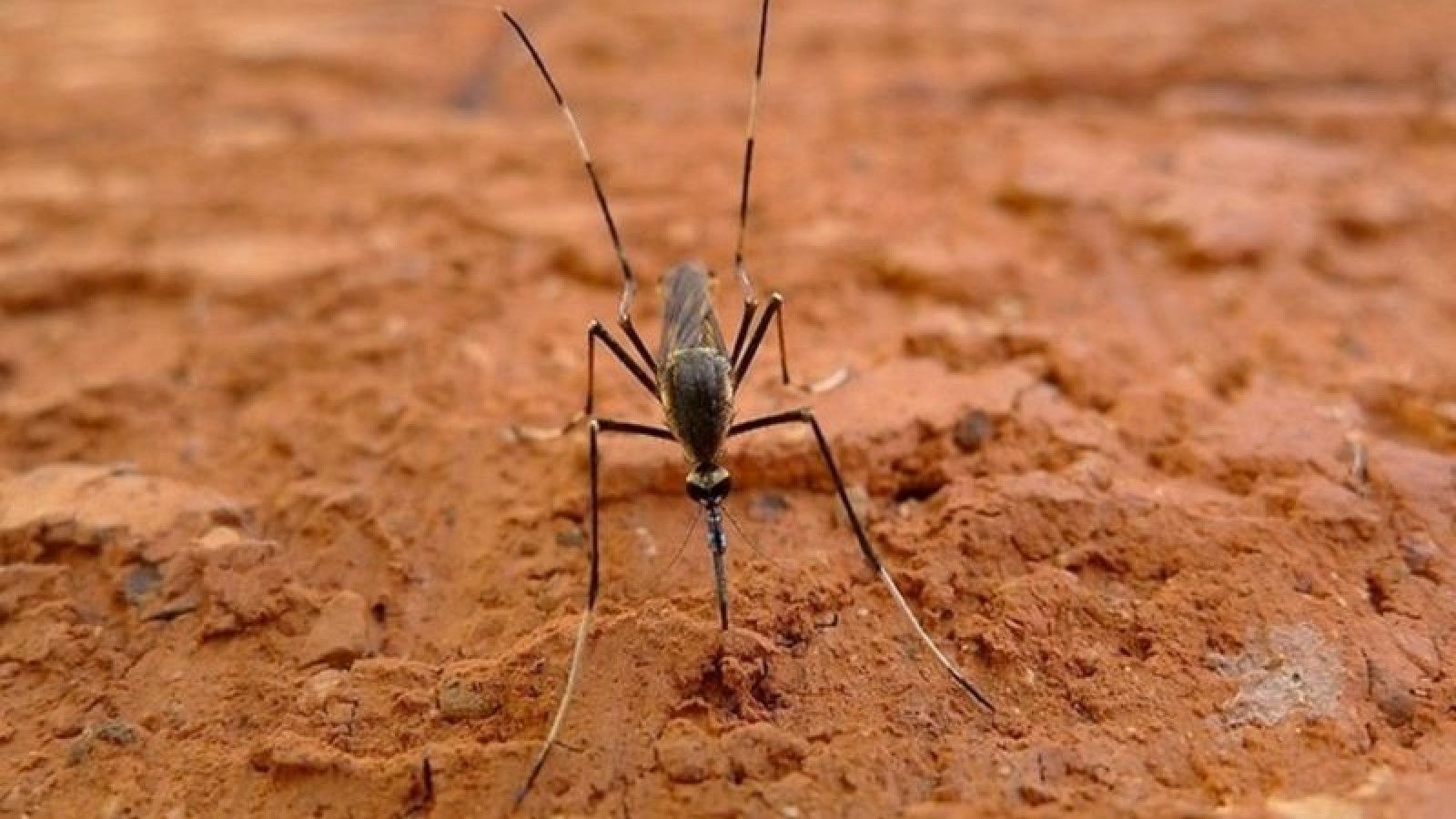 Wabah Chikungunya Serang Foshan: Upaya Pemerintah dan Dampaknya