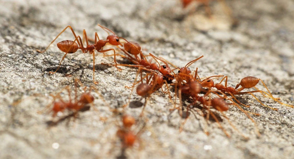 5 Arti Mimpi Melihat Semut Merah Menurut Primbon Jawa, Pertanda Baik?