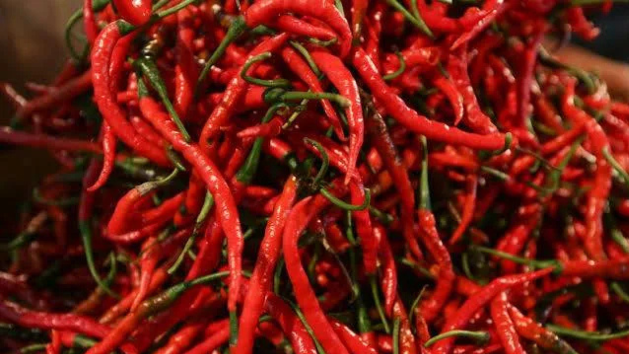 Harga Cabai di Bengkalis Membara, Duri Catat Kenaikan Tertinggi