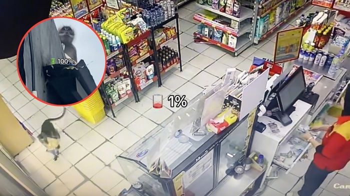 Monyet Nyelonong ke Minimarket, Curi Roti Seharga Rp18 Ribu dan Santai Makan di Atas Rumah Warga