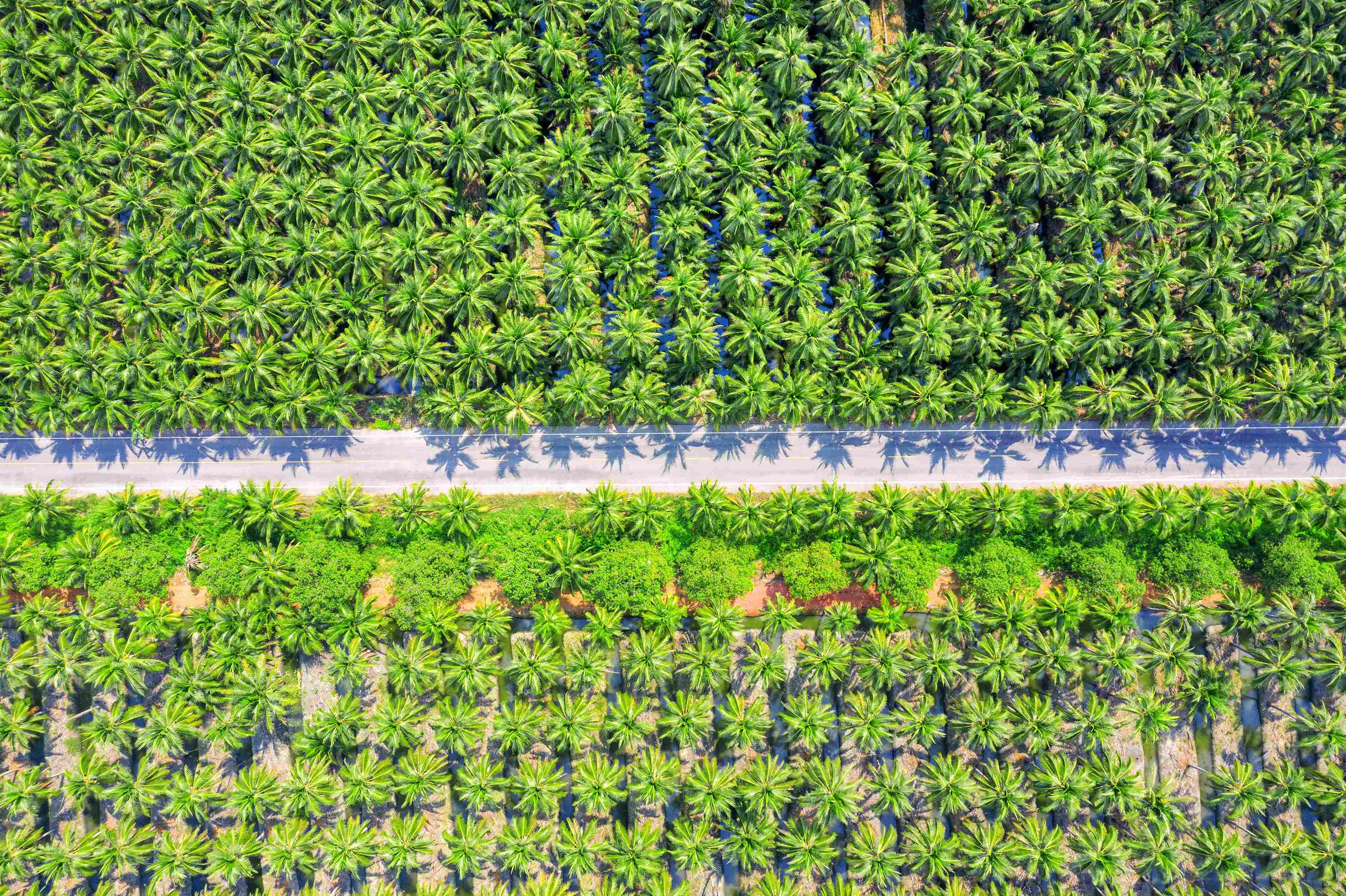 Diduga Gelapkan Dana Plasma Sawit, Anggota DPRD Konawe Dilaporkan ke Polisi