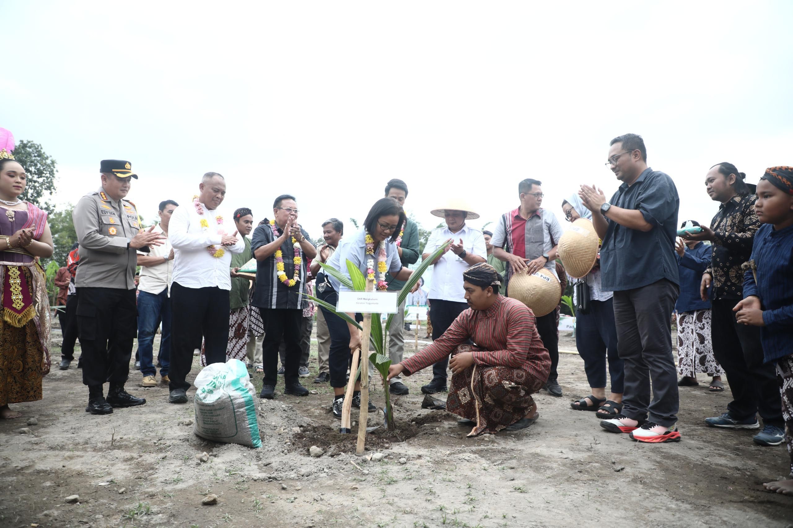 Sleman Terima 15 Ribu Bibit Kelapa Genjah Pandan Wangi dari Kementan RI