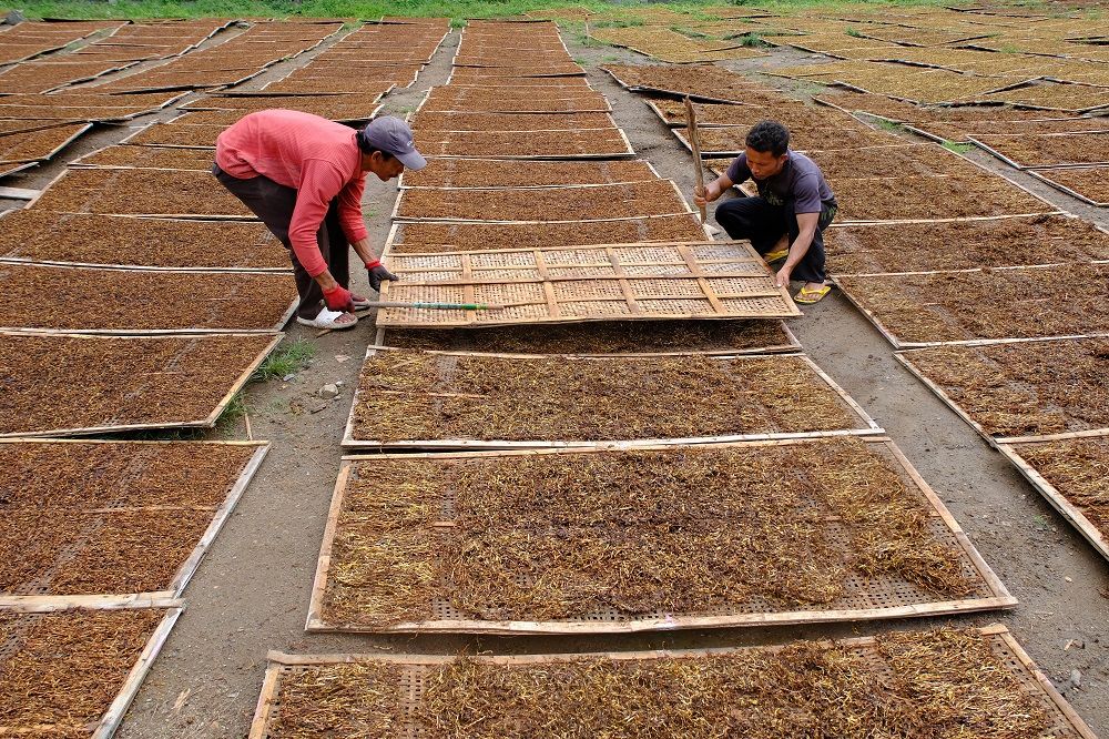 Keputusan Menkeu Purbaya Tidak Naikkan Cukai Disambut Baik Petani Tembakau di Temanggung