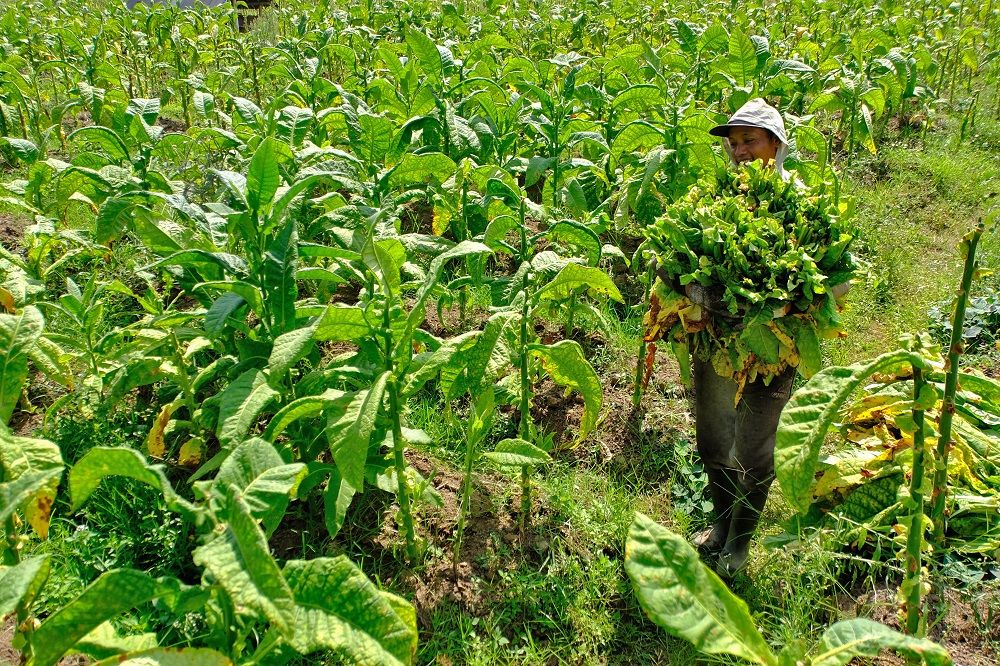 Keputusan Menkeu Purbaya Tidak Naikkan Cukai Disambut Baik Petani Tembakau di Temanggung
