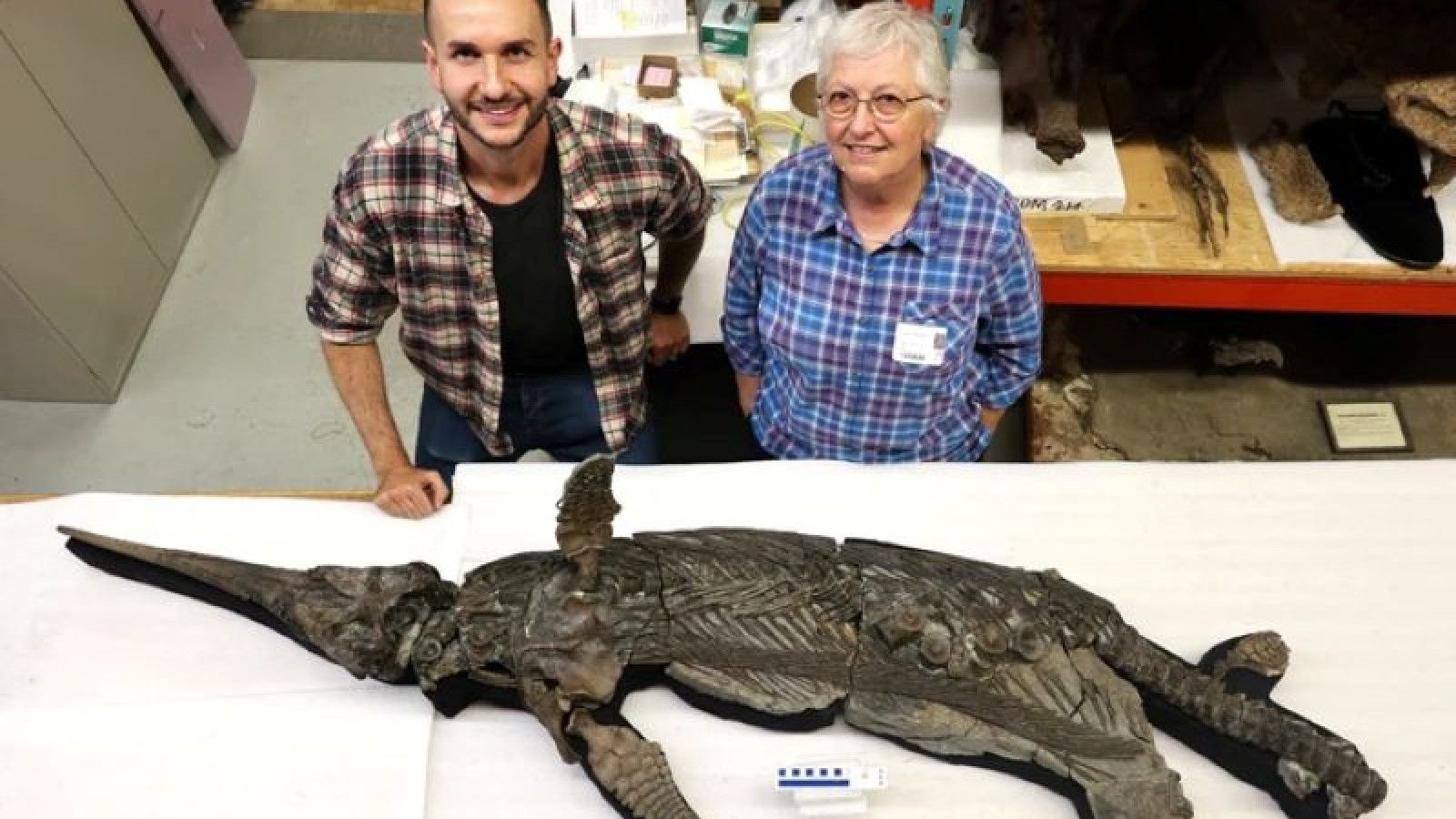 Penemuan Kerangka Ichthyosaurus Langka di Pantai Jurassic Inggris