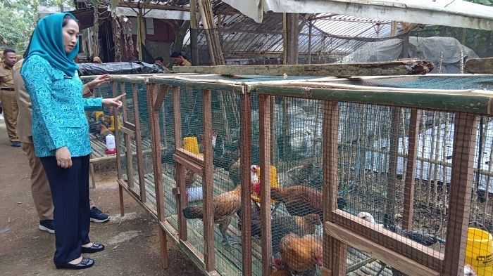 Bantuan Ayam Ternak Perkuat Ketahanan Pangan dan Cegah Stunting di Magelang