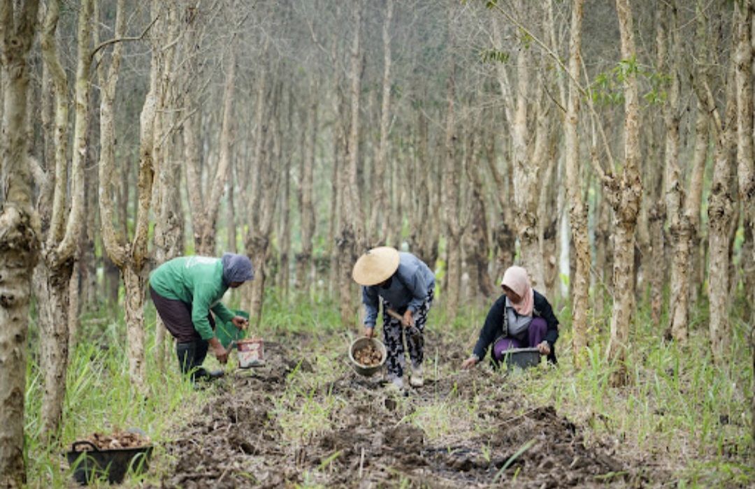 Alasan Guru Besar UGM Sebut Perhutanan Sosial Harus Dilaksanakan di Hutan Tidak Produktif