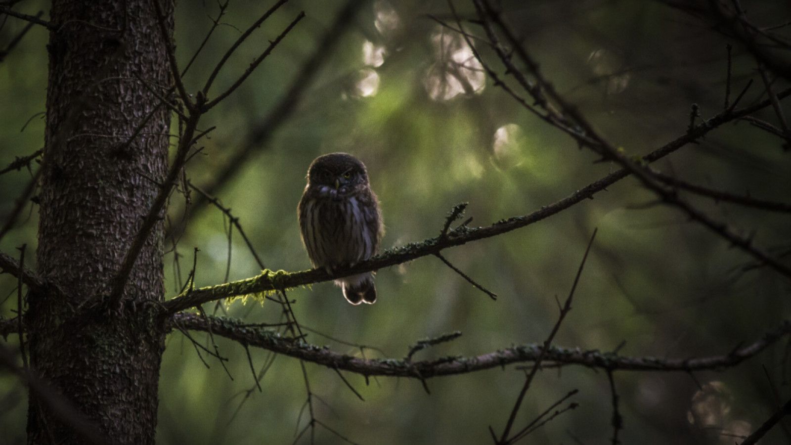Menyelami Kebiasaan Tidur Burung: Pola dan Manfaatnya