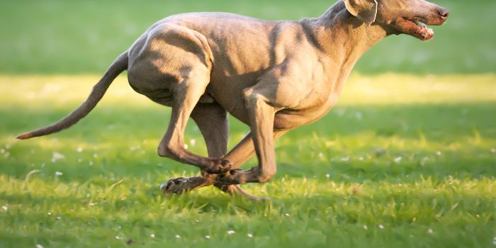 Keji, Belasan Ekor Anjing dan Ayam Korban Doger Berhasil Diamankan Resmob Sulut