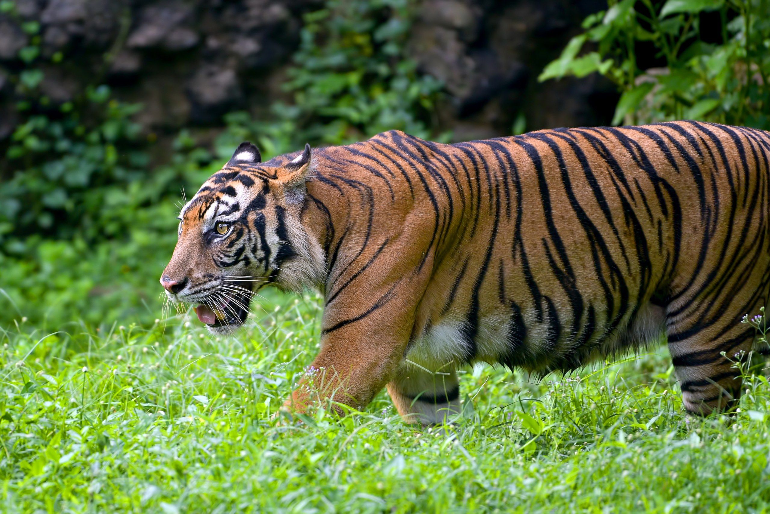 5 Arti Mimpi Digigit Harimau Menurut Islam, Pertanda Ada Bahaya?