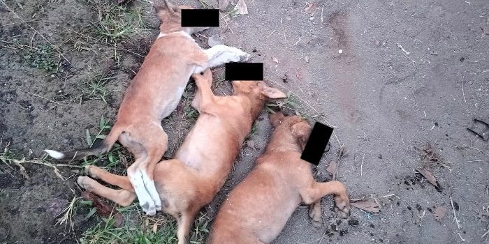 Komplotan Potas Anjing di Bitung Tinggalkan Mobil, Kabur dari Kejaran Warga