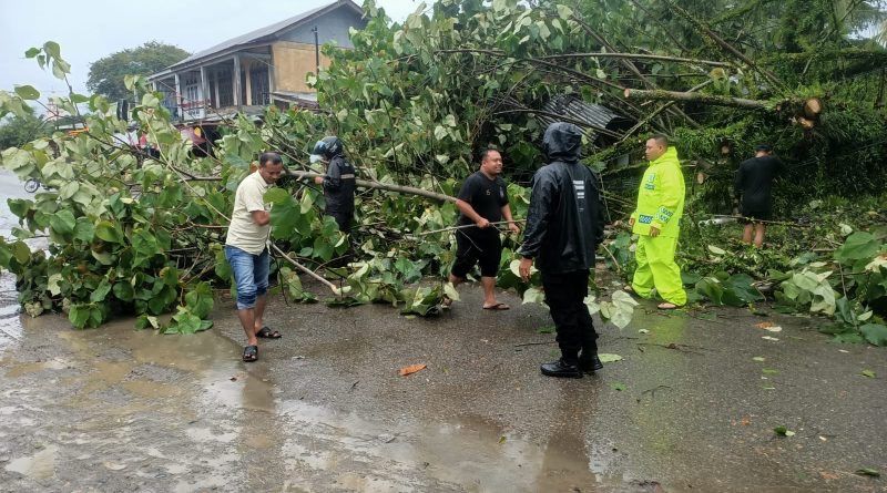Cuaca Ekstrem, Pohon Tumbang Tutup Jalan di Aceh Jaya
