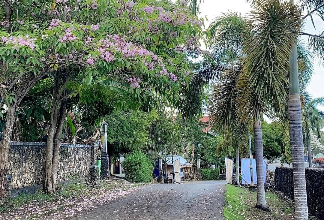 Bunga Tabebuya Putih Mekar, Benteng Wolio Semakin Instagramable!