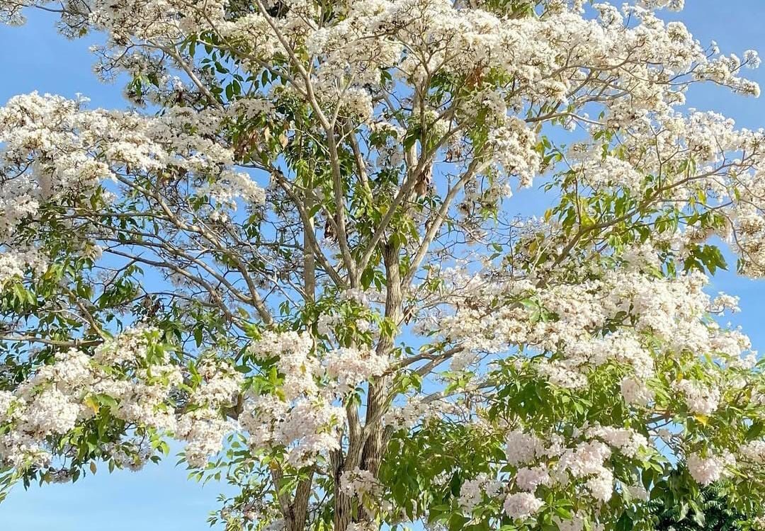 Bunga Tabebuya Putih Mekar, Benteng Wolio Semakin Instagramable!