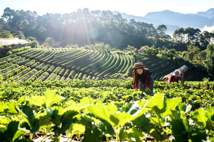 40 Caption Kebun Teh Aesthetic dalam Bahasa Inggris untuk Instagram