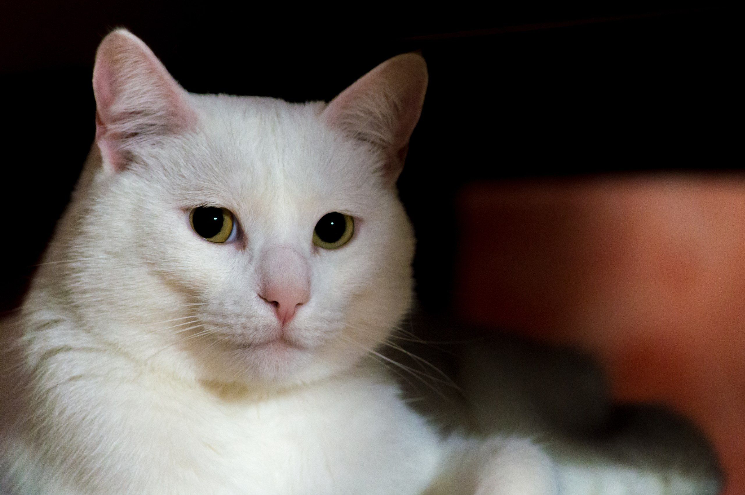 5 Arti Mimpi Melihat Kucing Putih Menurut Primbon Jawa, Pertanda Apa Ya?