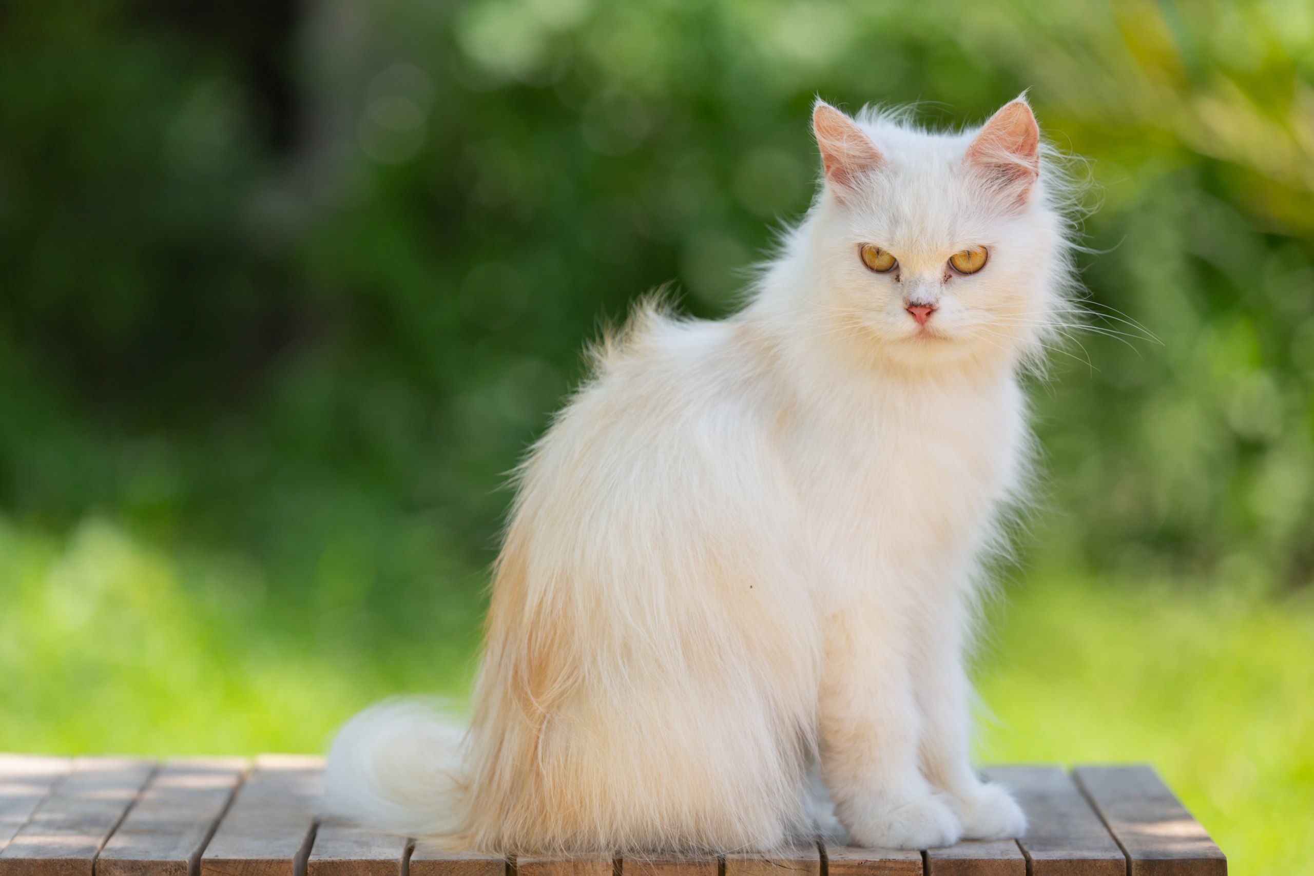 5 Arti Mimpi Melihat Kucing Putih Menurut Primbon Jawa, Pertanda Apa Ya?