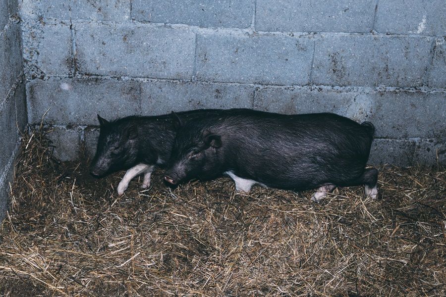 5 Arti Mimpi Melihat Babi Hitam Menurut Primbon Jawa, Pertanda Buruk?