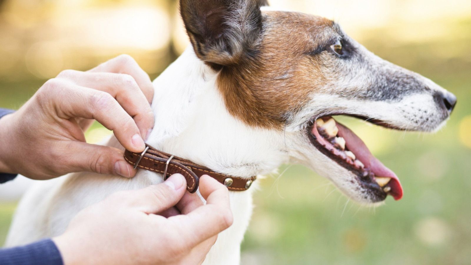 Pemahaman Mendalam tentang Rabies: Bahaya dan Pencegahannya