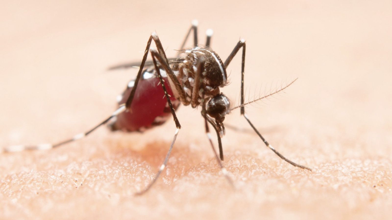 Pentingnya Waspada Terhadap Malaria di Indonesia