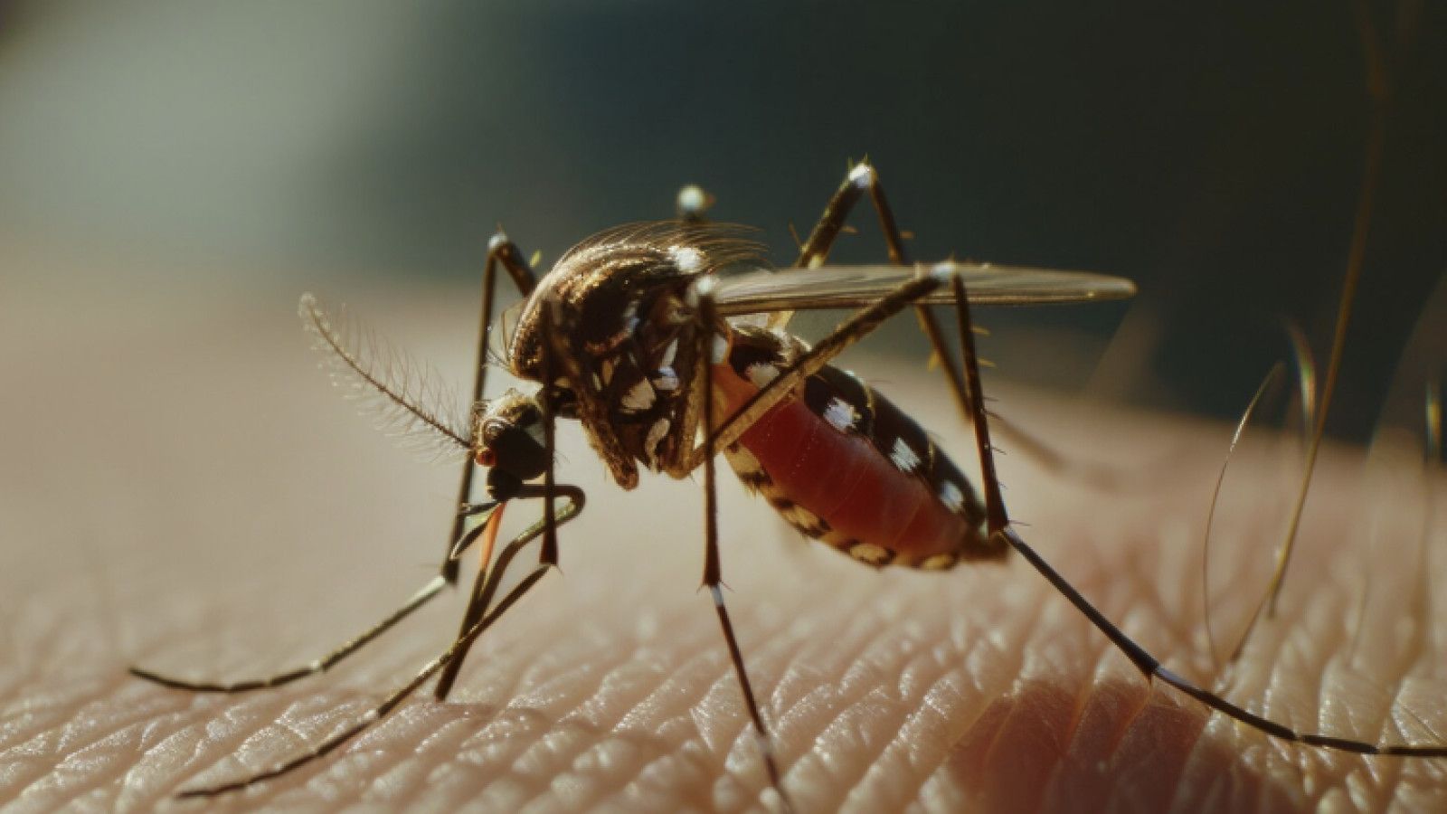 Mengenal Demam Berdarah Dengue: Gejala, Diagnosis, dan Penanganan