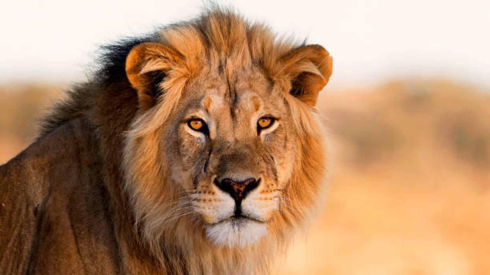 Manusia, Predator Terbesar untuk Satwa Liar di Afrika