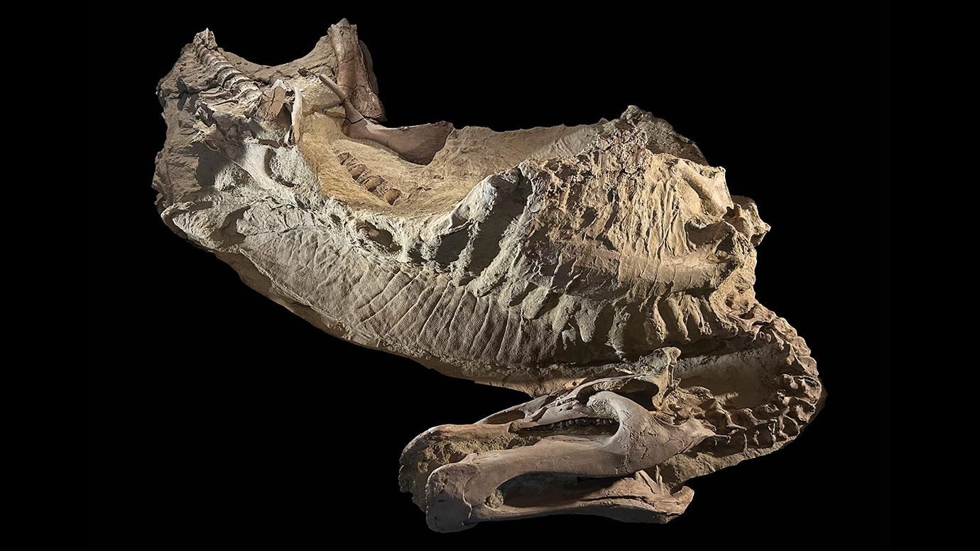 Dua Mumi Dinosaurus Ditemukan di Wyoming dalam Kondisi Lengkap, Pertama Kali dalam Sejarah!