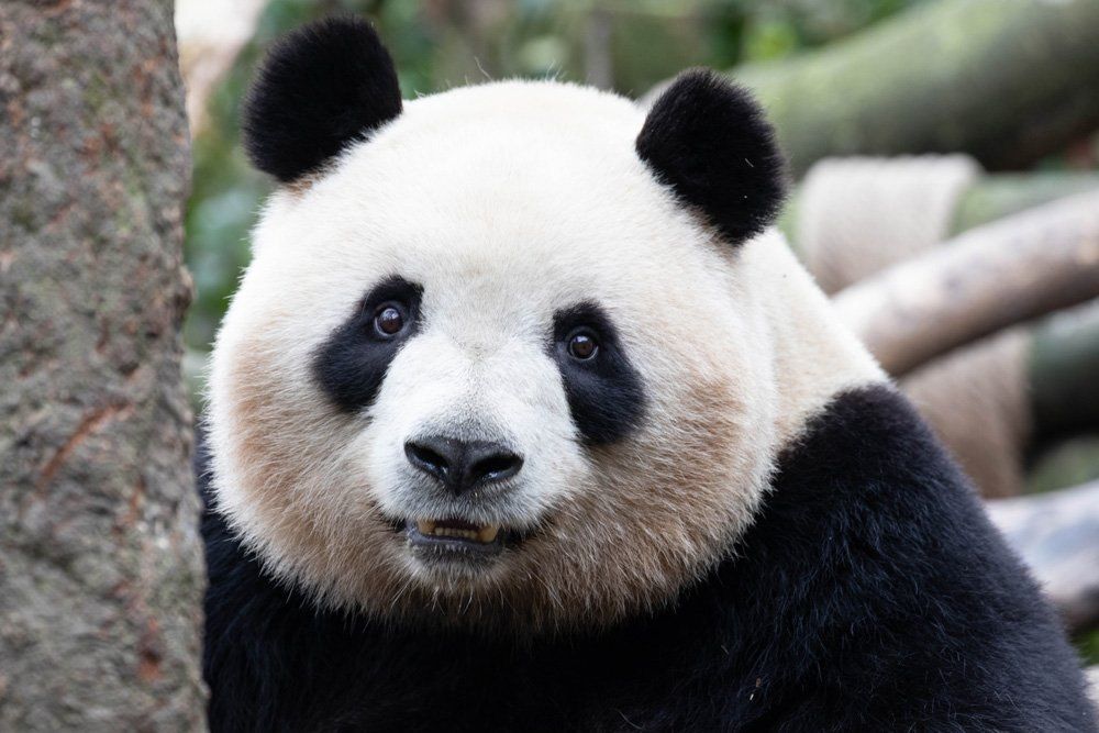 5 Arti Mimpi Melihat Panda Menurut Primbon Jawa, Pertanda Keberuntungan?