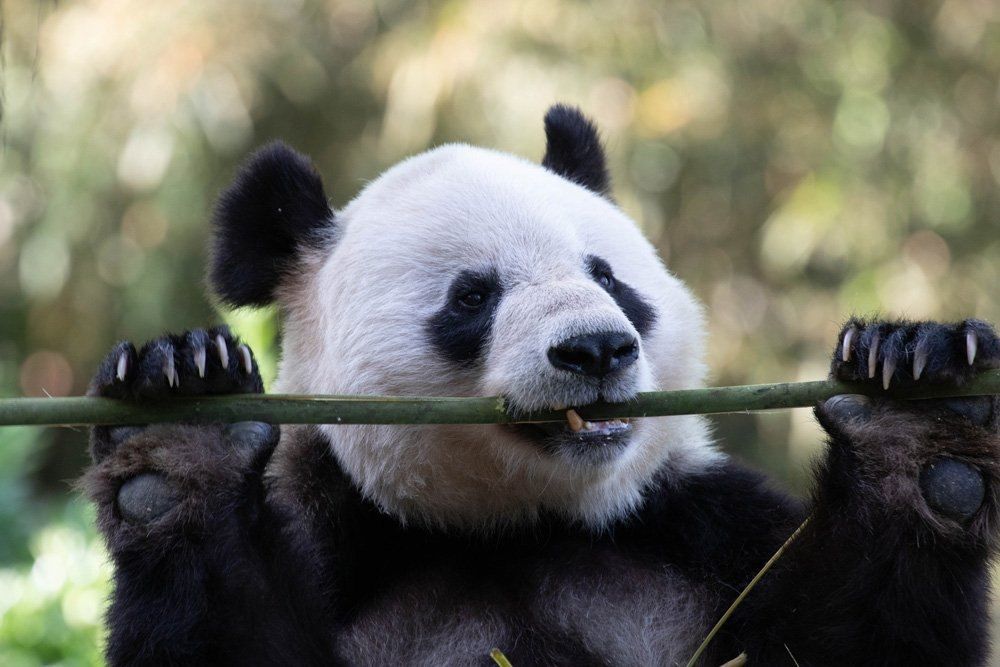 5 Arti Mimpi Melihat Panda Menurut Primbon Jawa, Pertanda Keberuntungan?
