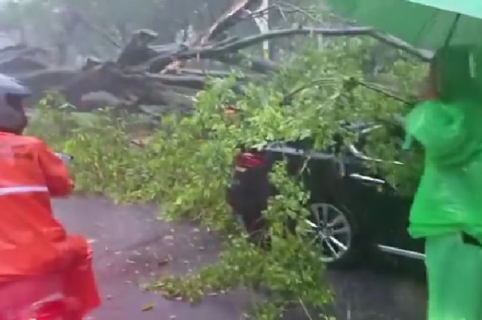 Polisi Tangani Kasus Pohon Tumbang Timpa Mobil hingga Korban Tewas di Jaksel