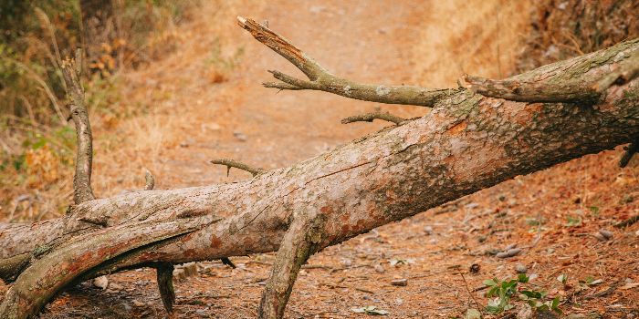 Pohon Tumbang Blokir Akses Jalan Tanggari-Tondano