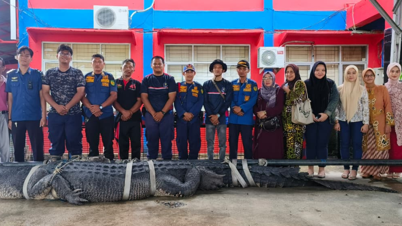 Buaya Super Jumbo 5,7 Meter di Inhil Akhirnya Dievakuasi ke Tembilahan