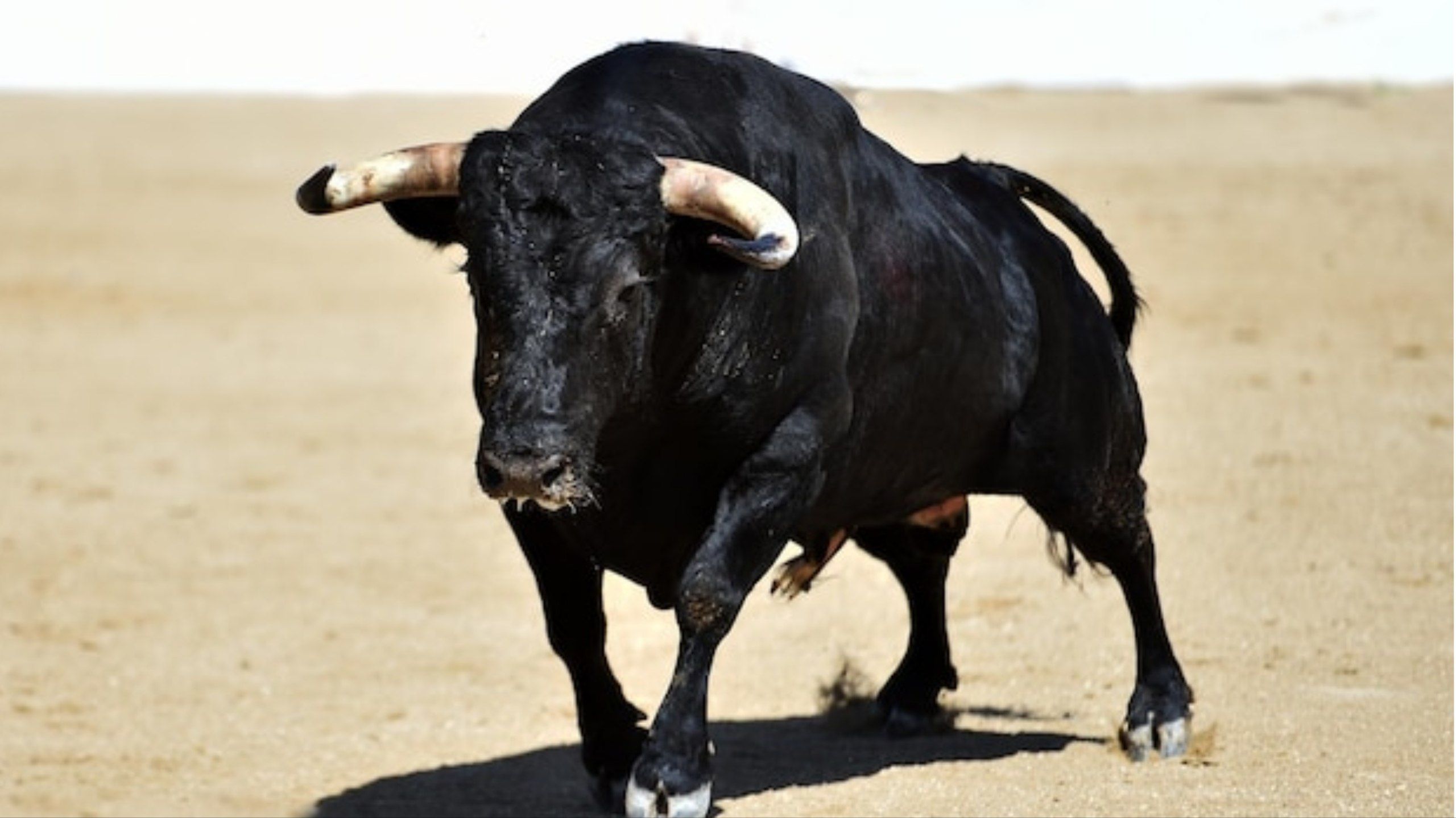 5 Arti Mimpi Dikejar Banteng Menurut Primbon Jawa, Pertanda Buruk?