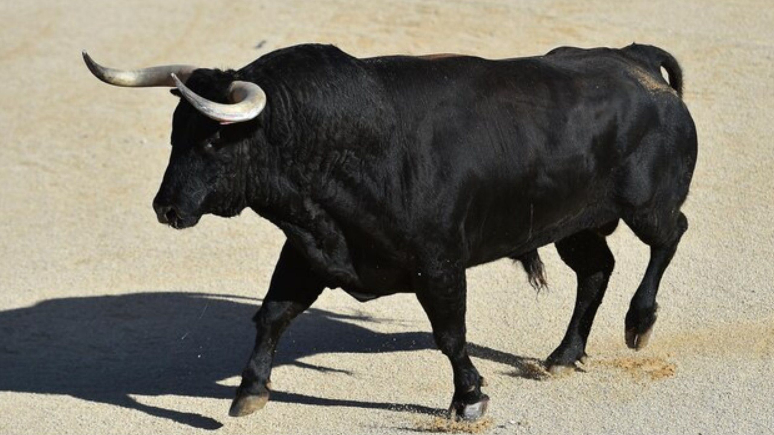 5 Arti Mimpi Dikejar Banteng Menurut Primbon Jawa, Pertanda Buruk?