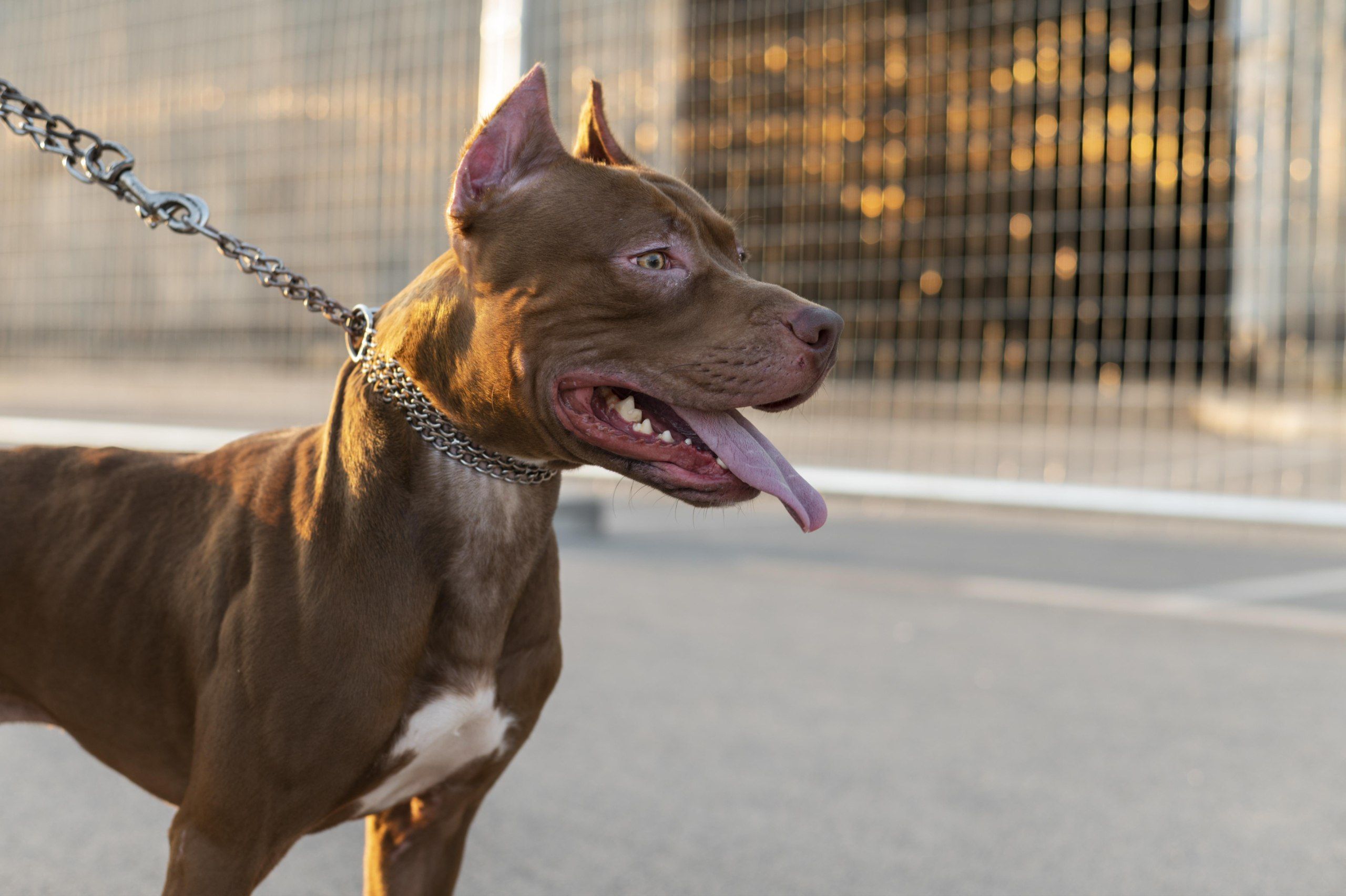 5 Arti Mimpi Dikejar Anjing Menurut Islam, Pertanda Buruk atau Baik?