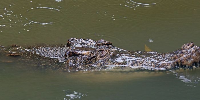 Buaya Muncul di Dermaga Kawasan, Pemkot Manado Keluarkan Larangan