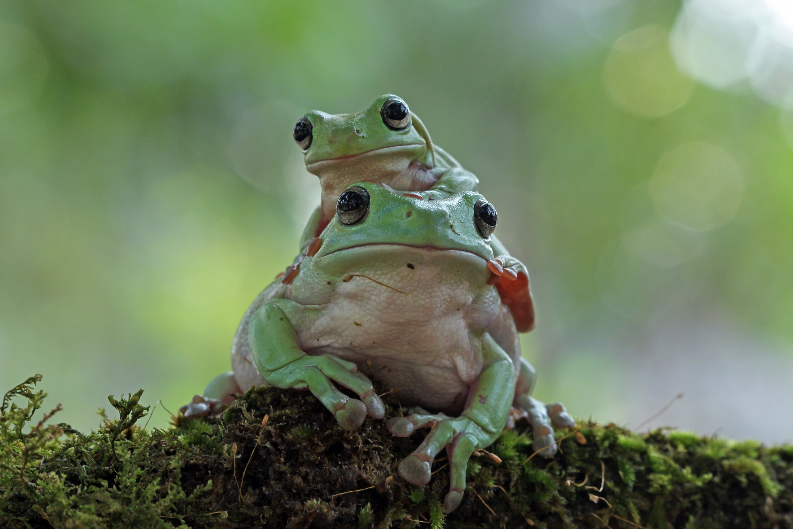 5 Arti Mimpi Tentang Katak Menurut Primbon Jawa, Pertanda Apa Ya?