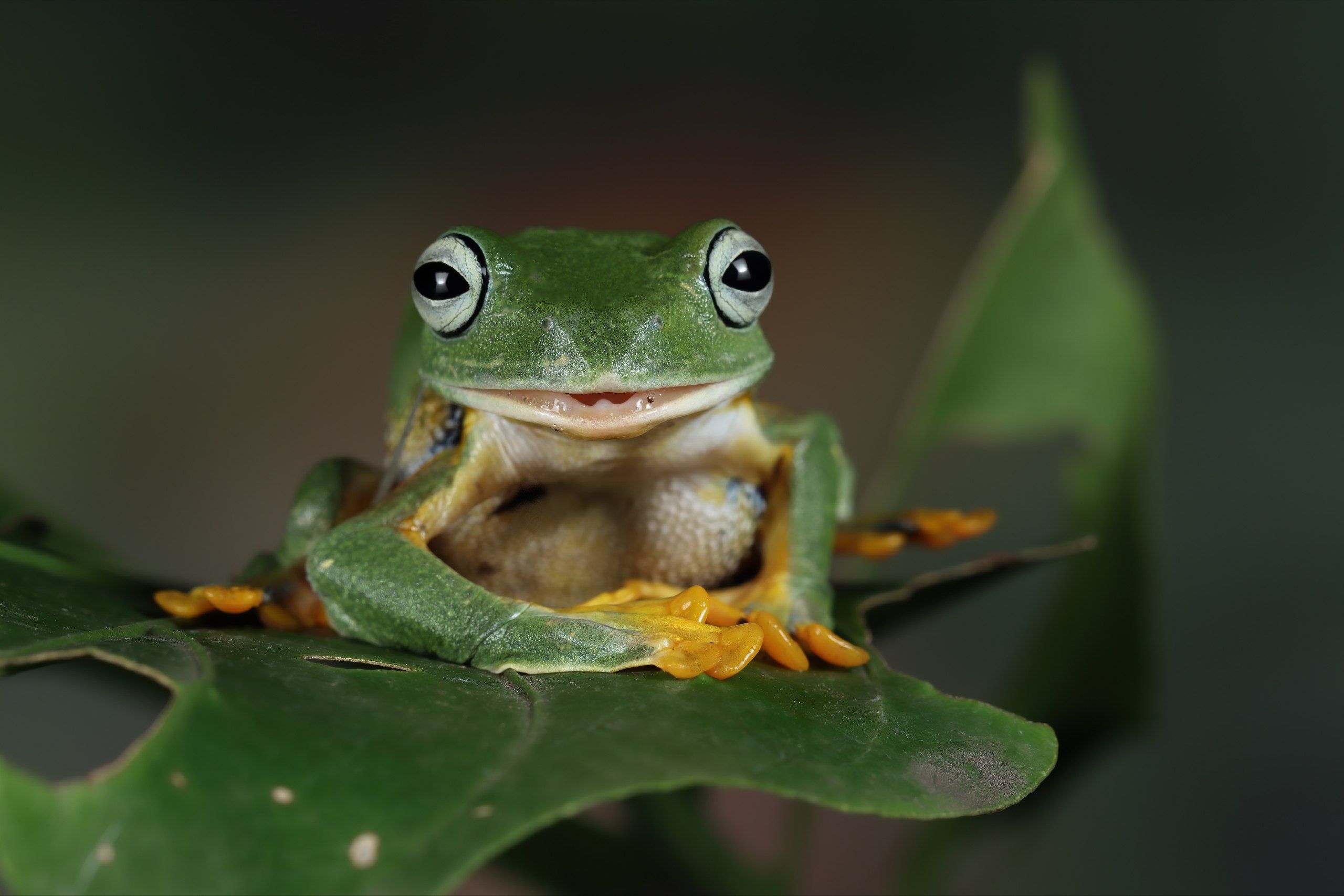 5 Arti Mimpi Tentang Katak Menurut Primbon Jawa, Pertanda Apa Ya?