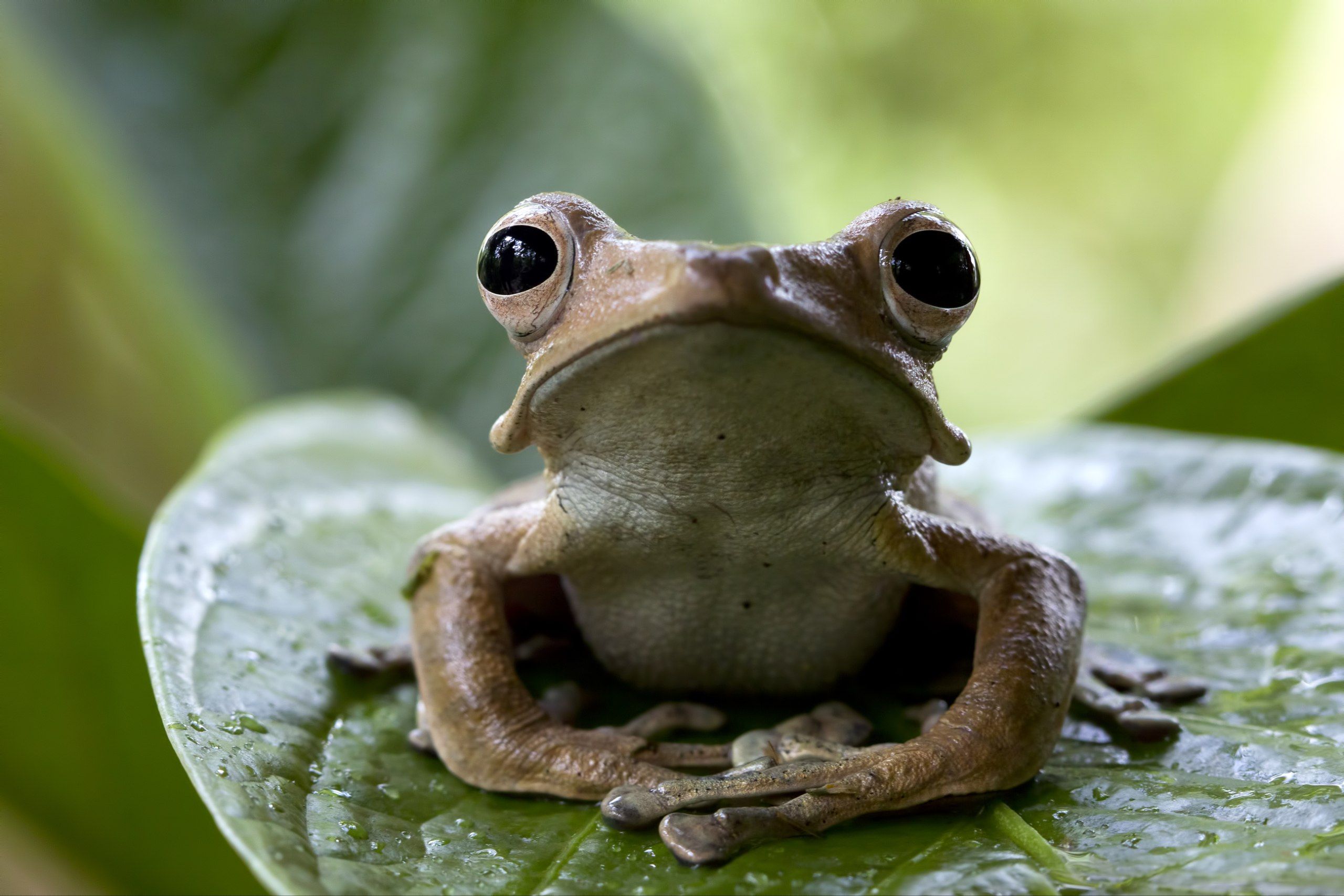 5 Arti Mimpi Tentang Katak Menurut Primbon Jawa, Pertanda Apa Ya?