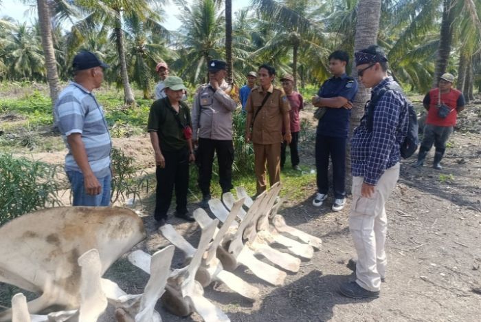 Pemkab Amankan Temuan Tulang Belulang Diduga Biota Laut di Tanjab Barat
