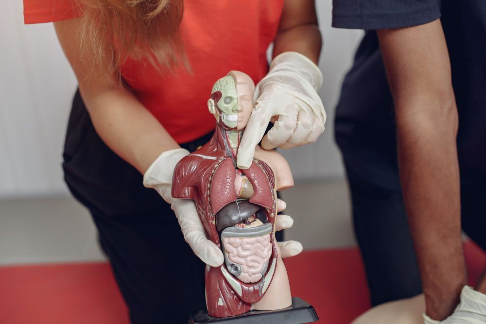 Organ Tubuh Manusia: Pengertian, Fungsi, dan Cara Menjaga Kesehatannya