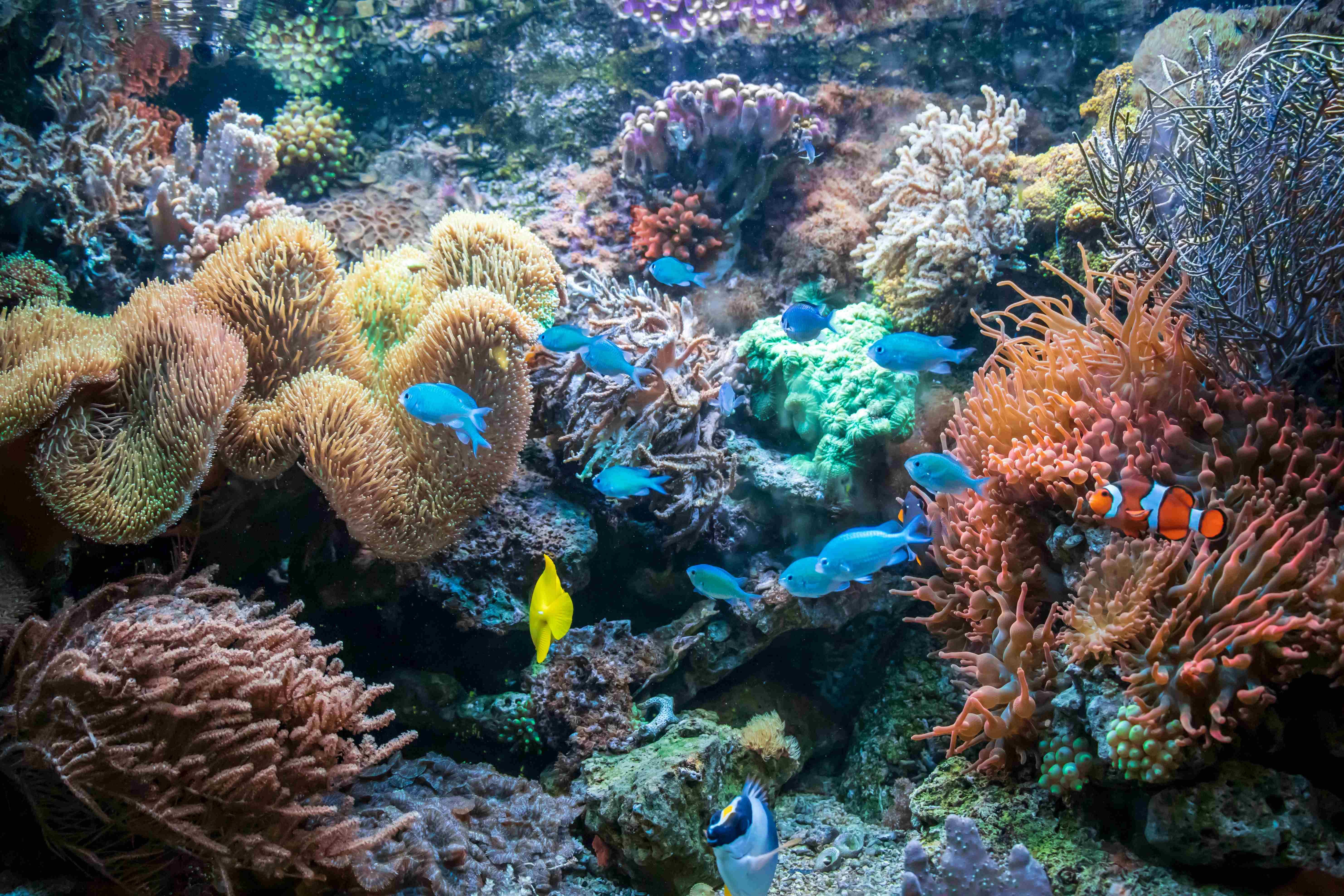 Mau Liburan ke Wakatobi? Catat Waktu Terbaiknya!