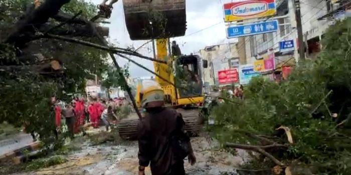Pohon Puluhan Tahun di Bahu, Malalayang. Jatuh, dan Menimpa Jalanan!