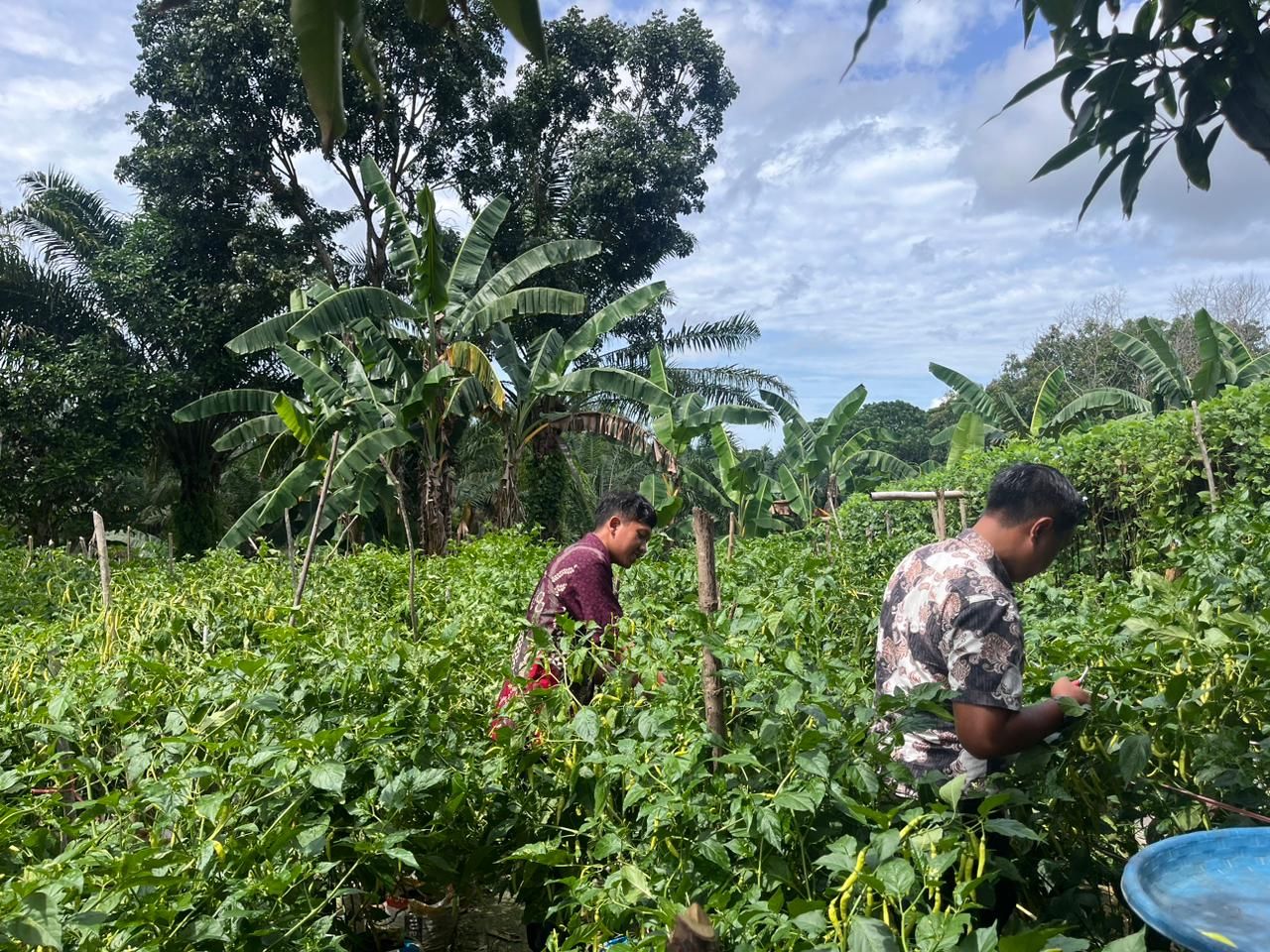 Lapas Nunukan Panen Cabai Perdana, Sukses Jalankan Pembekalan WBP Keterampilan Pertanian