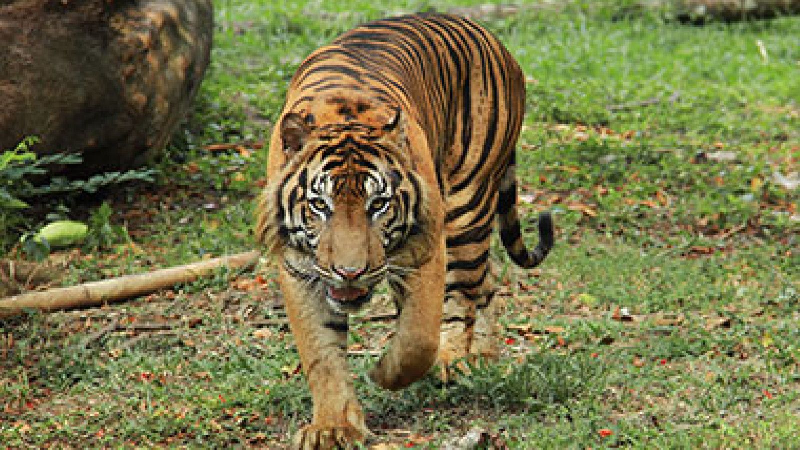Gubernur DKI Jakarta Tanggapi Isu Pakan Harimau di Taman Margasatwa Ragunan
