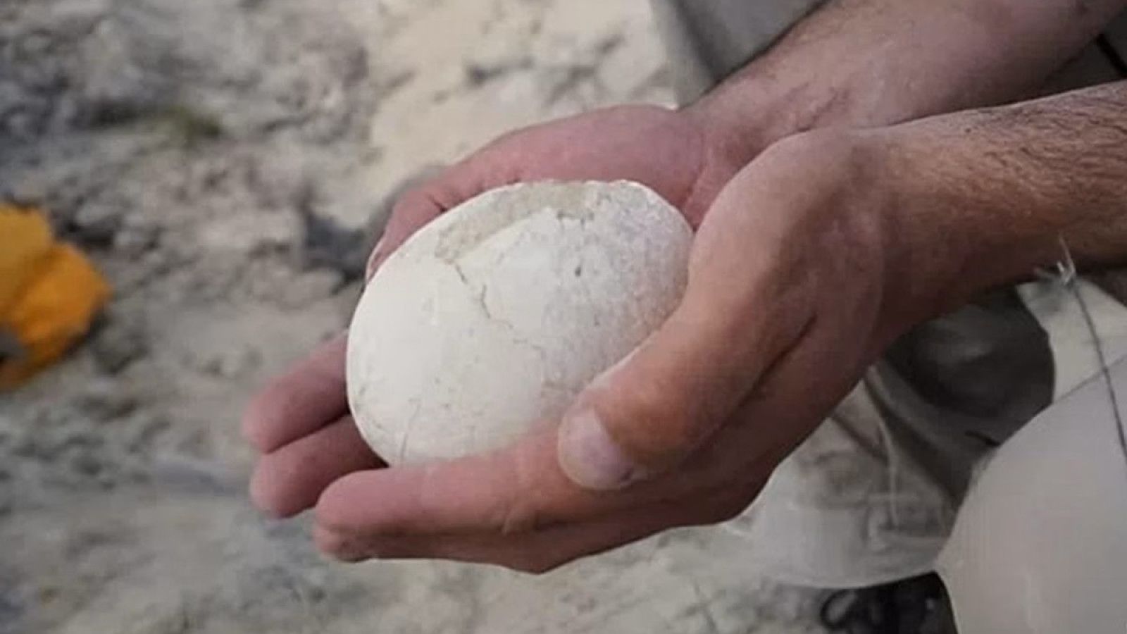 Penemuan Telur Dinosaurus dengan Kondisi Sangat Baik di Argentina