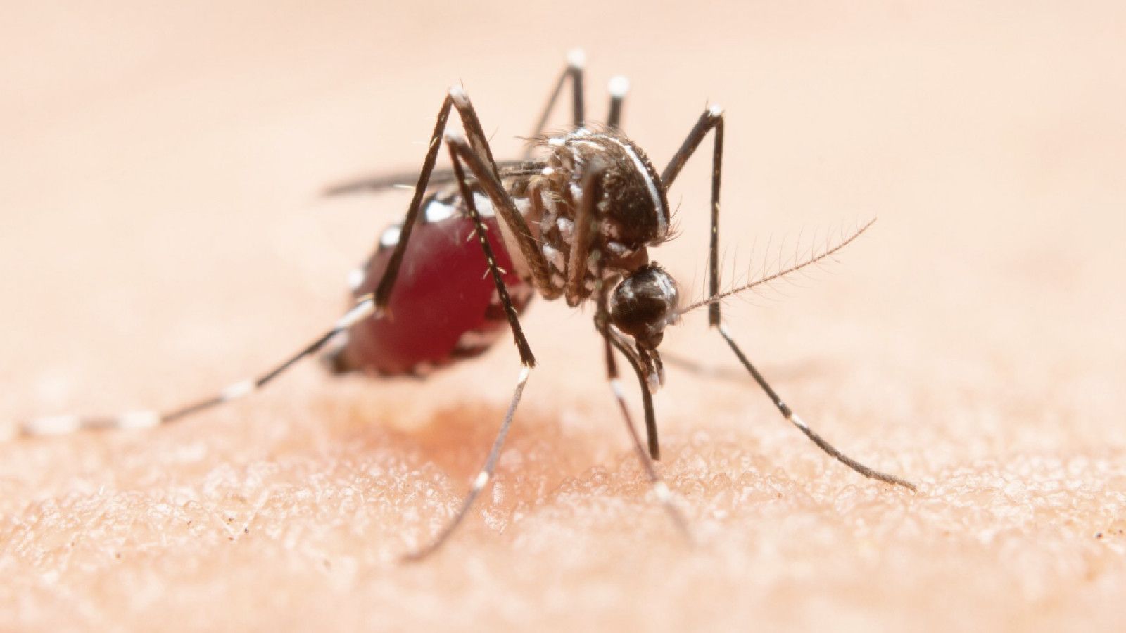 Lonjakan Kasus Demam Berdarah Dengue di Indonesia: Pentingnya Kesadaran dan Tindakan Segera