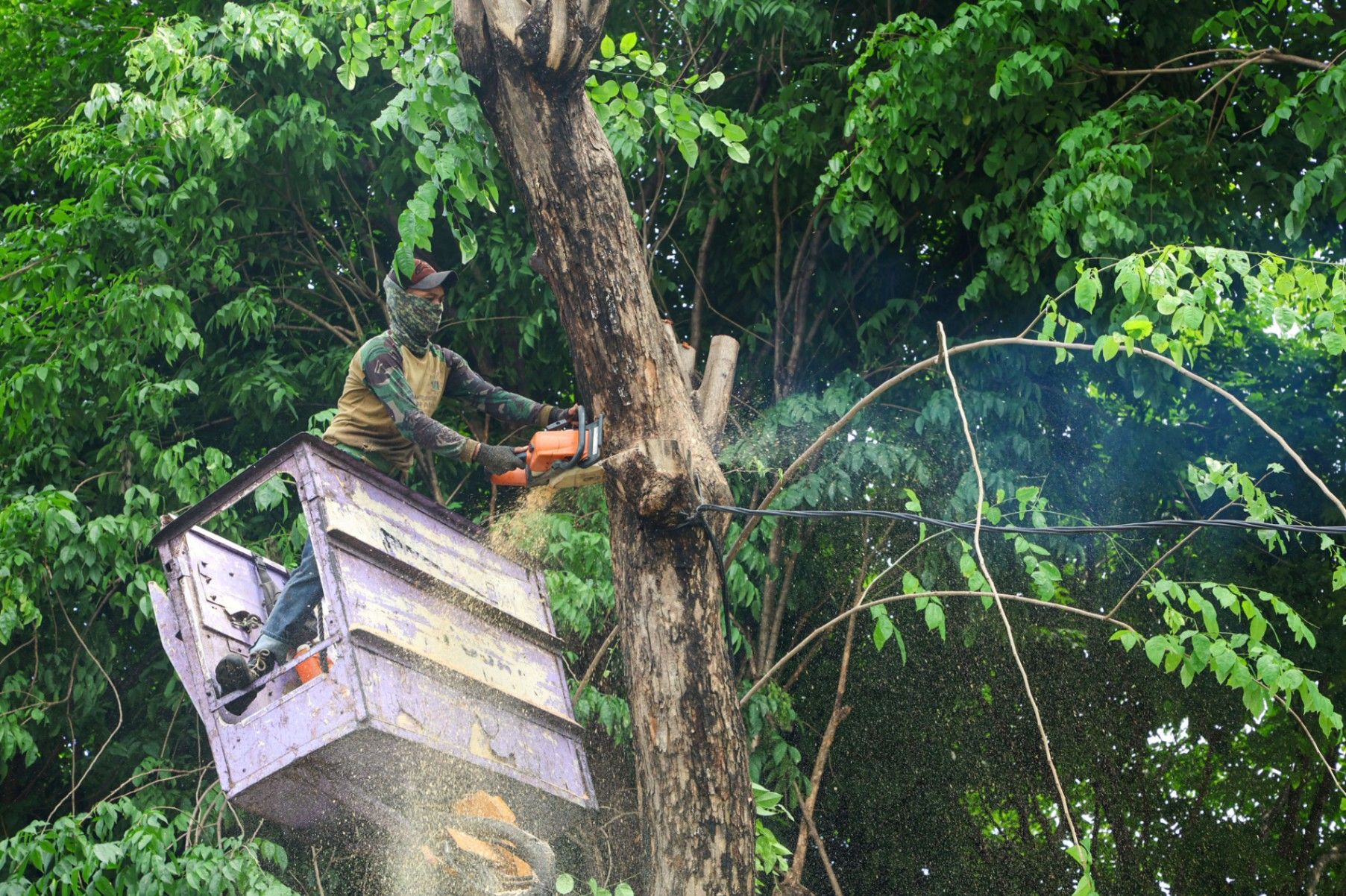 Waspada Angin Kencang, Pemkot Surabaya Gencarkan Perantingan hingga Peremajaan Pohon Tua