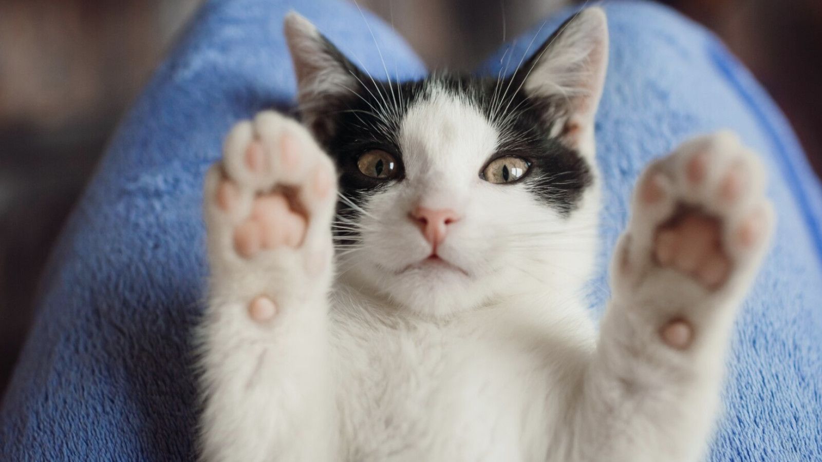 Kepemilikan Kucing dan Risiko Skizofrenia: Ikatan yang Masih Diperdebatkan